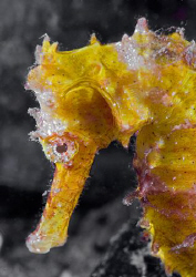 Thorny Seahorse.
Lembeh.
60mm. by Mark Thomas 